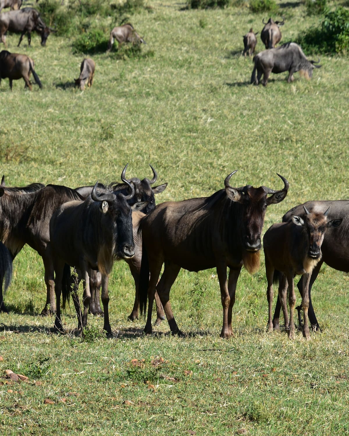Tanzania
